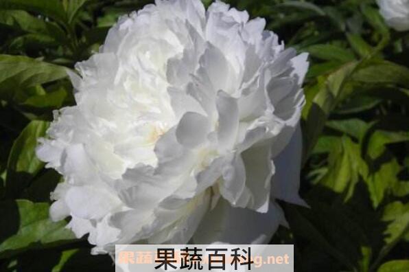 白芍药的功效与作用及药用价值