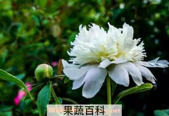 白芍药的功效与作用及药用价值