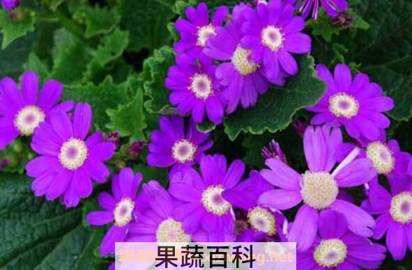 瓜叶菊蔫了怎么办 瓜叶菊花败后怎么处理