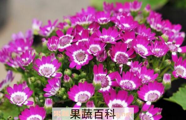 瓜叶菊蔫了怎么办 瓜叶菊花败后怎么处理