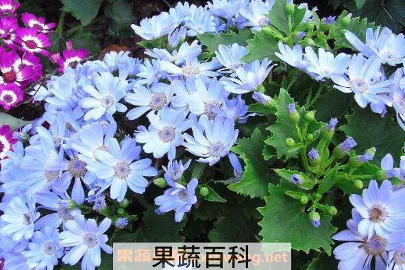 瓜叶菊怎么养 瓜叶菊的养殖方法和注意事项