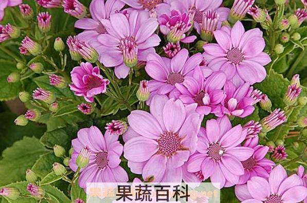 瓜叶菊怎么养 瓜叶菊的养殖方法和注意事项