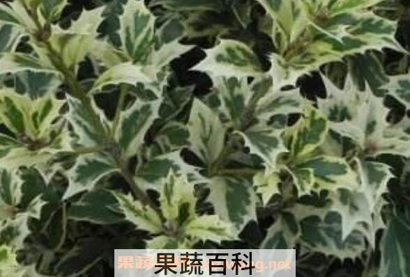 花叶柊树怎样养护 花叶柊树如何养殖