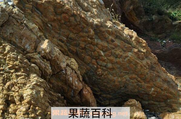 龟背石的功效与作用