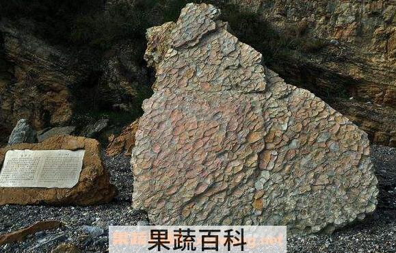 龟背石的功效与作用