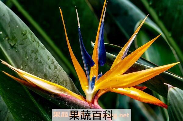 鹤望兰如何养殖 鹤望兰的养殖方法和注意事项