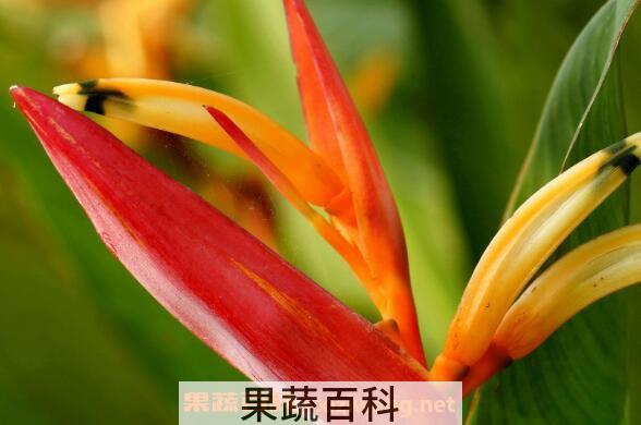 鹤望兰如何养殖 鹤望兰的养殖方法和注意事项