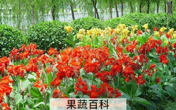 美人蕉品种有哪些 美人蕉花怎么养殖
