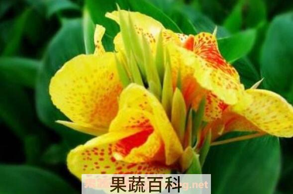 美人蕉品种有哪些 美人蕉花怎么养殖