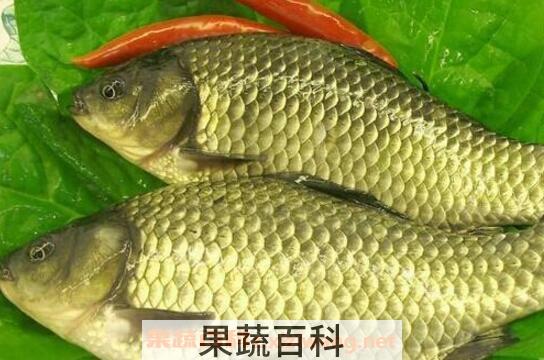 中药鲫鱼胆的功效与作用 鲫鱼胆能治什么病