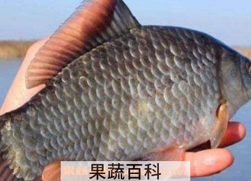 中药鲫鱼胆的功效与作用 鲫鱼胆能治什么病