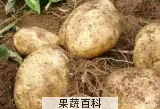 洋芋头怎么做好吃 洋芋头的家常做法教程