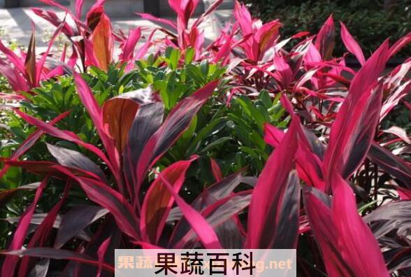 亮叶朱蕉如何养殖 亮叶朱蕉的养殖方法和注意事项
