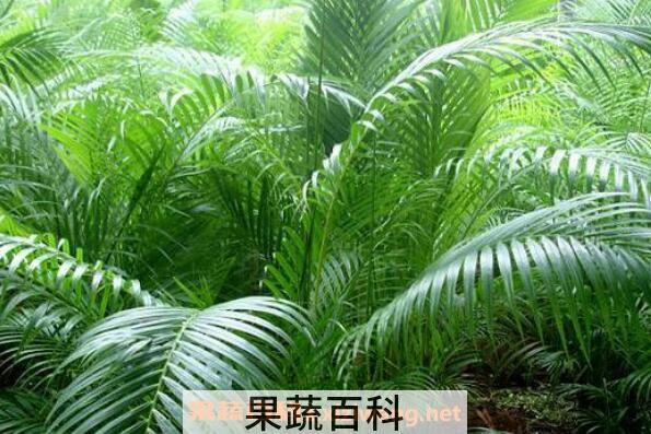 散尾葵叶子干枯怎么办 散尾葵适合在室内养吗