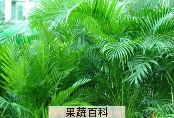 散尾葵叶子干枯怎么办 散尾葵适合在室内养吗