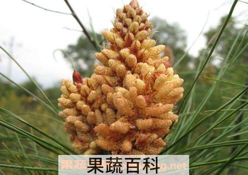 吃松花粉的功效与作用