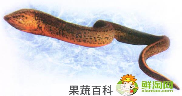 黄鳝是雌雄同体吗，黄鳝为什么有灵性