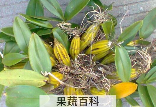 鼓槌石斛与铁皮石斛的区别