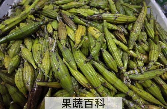 鼓槌石斛与铁皮石斛的区别