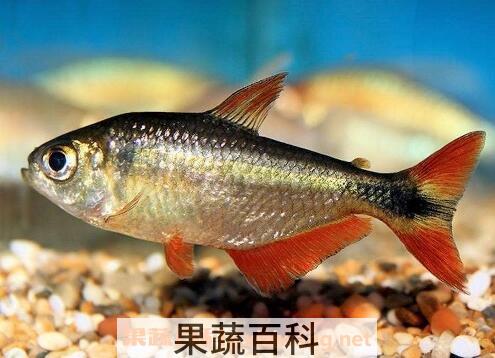  红尾鱼的功效与作用及食用方法