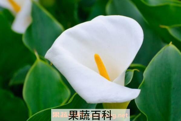 海芋是什么 海芋的养殖方法和注意事项