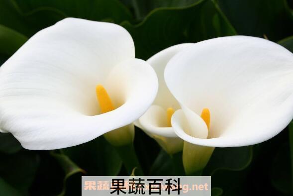 海芋是什么 海芋的养殖方法和注意事项