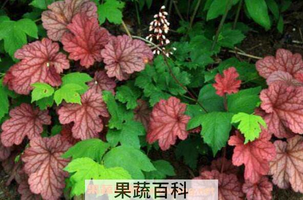 矾根是什么 矾根的养殖方法和注意事项