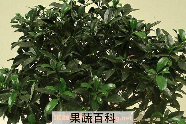 灰莉的养殖方法和注意事项