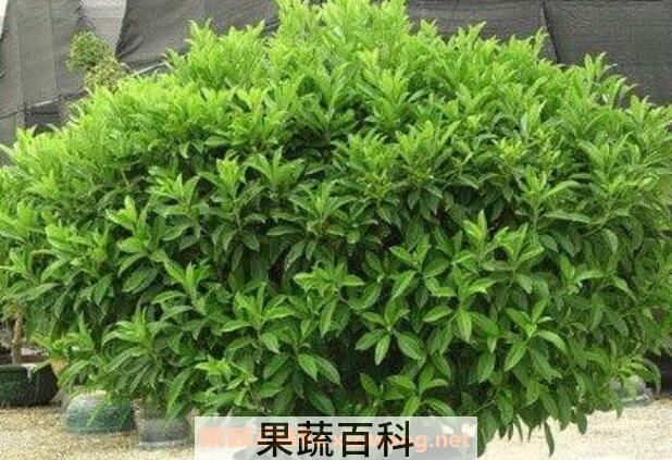 灰莉的养殖方法和注意事项