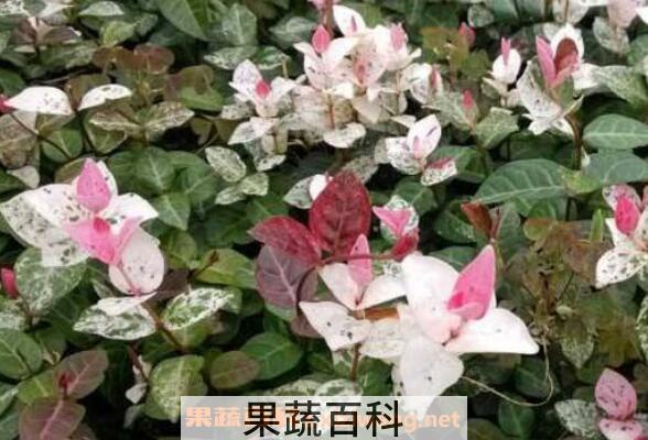 花叶络石的养殖方法和注意事项