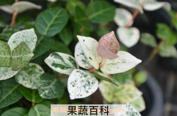 花叶络石的养殖方法和注意事项