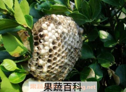 蜂房的功效与作用 吃蜂房的好处
