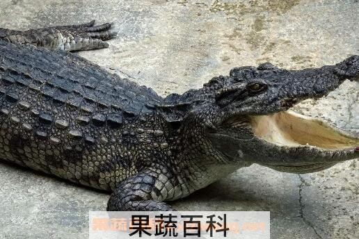  鳄鱼的功效与食疗作用