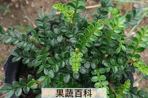 胡椒木怎么养 胡椒木的养殖方法和注意事项