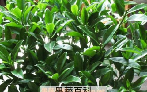 非洲茉莉如何养殖 非洲茉莉的养殖方法和注意事项
