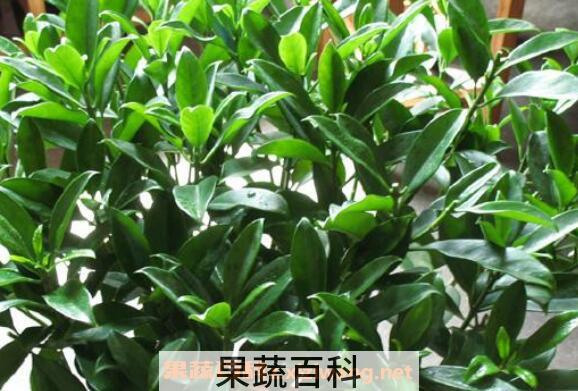 非洲茉莉如何养殖 非洲茉莉的养殖方法和注意事项