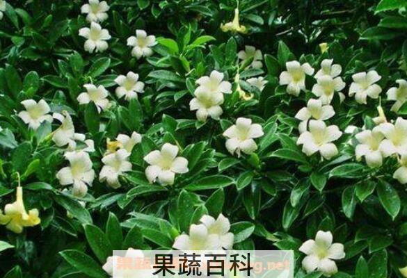 非洲茉莉如何养殖 非洲茉莉的养殖方法和注意事项