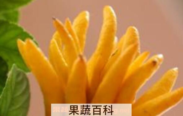 佛手柑精油怎么使用 佛手柑精油的使用教程