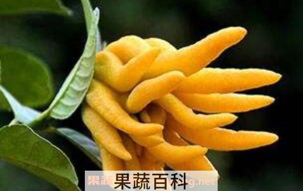 佛手柑精油怎么使用 佛手柑精油的使用教程