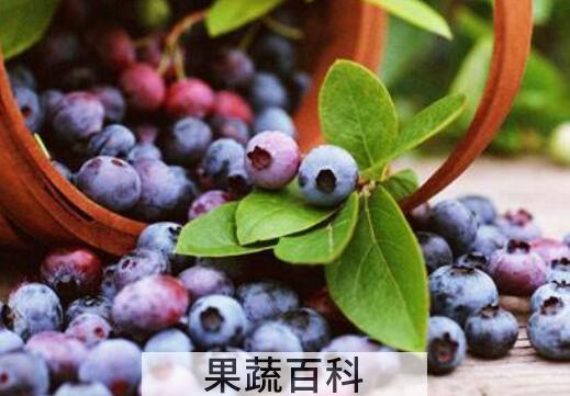 蓝莓怎么洗才干净 蓝莓的正确清洗方法