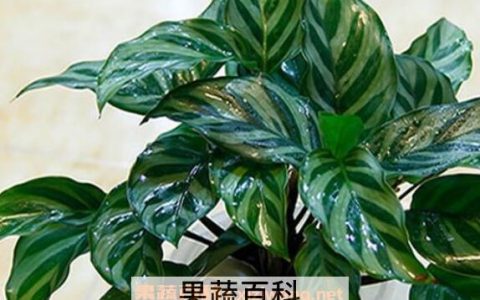 孔雀竹芋怎么养 孔雀竹芋的养殖方法和注意事项