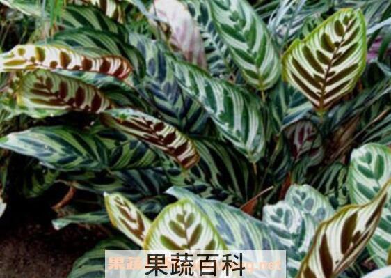 孔雀竹芋怎么养 孔雀竹芋的养殖方法和注意事项