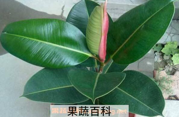 橡皮树怎么养 橡皮树的养殖方法和注意事项
