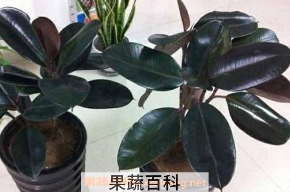 橡皮树怎么养 橡皮树的养殖方法和注意事项