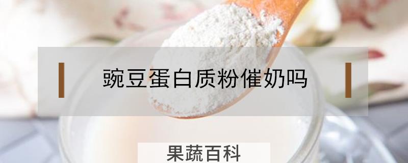 豌豆蛋白质粉催奶吗
