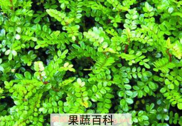 清香木如何养殖 清香木的养殖方法和注意事项
