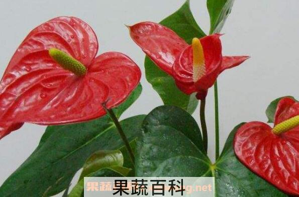 红掌的养殖方法 养殖红掌的注意事项