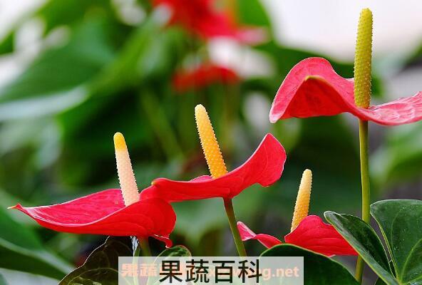 红掌的养殖方法 养殖红掌的注意事项