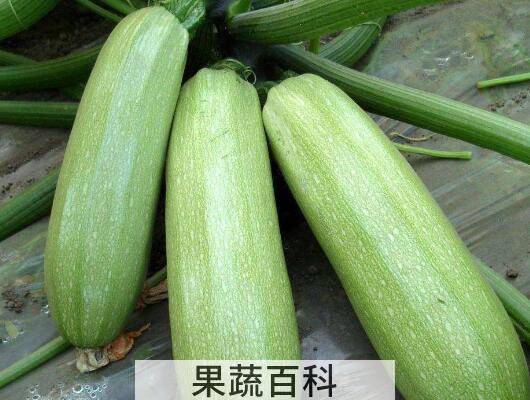 番瓜有什么功效与作用