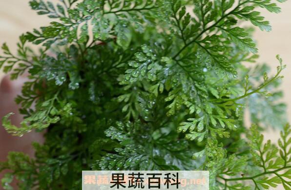 狼尾蕨如何养殖 狼尾蕨的养殖方法和注意事项